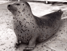 Seal Stretching Exercise GIF - Seal Stretching Exercise GIFs