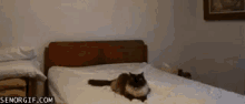 Cat Boop GIF - Cat Boop Funny Animals GIFs