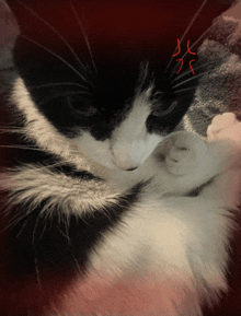 Cat Mazzy GIF - Cat Mazzy Ilovemaz GIFs