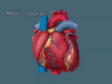 мое сердце анатомия сердцебиение орган GIF - My Hear Heart Anatomy GIFs