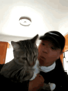 Meh Cat GIF - Meh Cat Pet GIFs