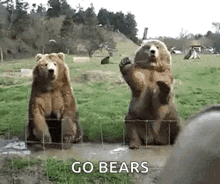 Hello Bears GIF - Hello Bears GIFs