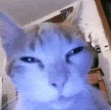 a close up of a cat 's face with a purple background .