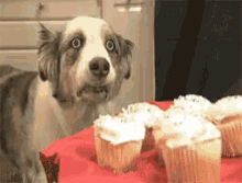 Vietdog Cupcakes GIF - Vietdog Cupcakes Diet GIFs
