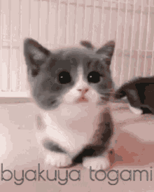 Byakuya Togami Cat GIF - Byakuya Togami Cat Cute Cat GIFs