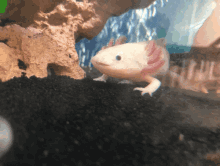 axolotl burp baby amphibians aquarium