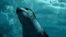 Seal Swim GIF - Seal Swim Underwater GIFs