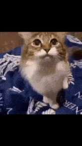 a cat is standing on its hind legs and looking at the camera .