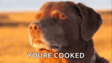a dog with its eyes closed and the words " youre cooked " above it