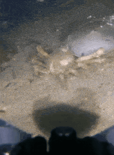 Crab Ocean GIF - Crab Ocean Fight GIFs