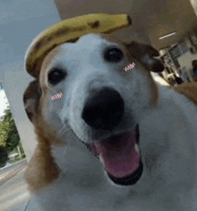 a brown and white dog wearing a banana on its head with wwm written on its face