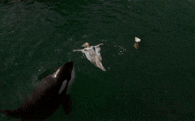 a large black and white whale is swimming in the water