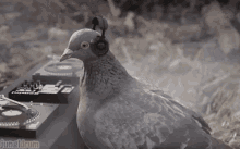 Edm Rave GIF - Edm Rave Pigeon GIFs
