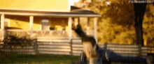 a horse is standing in front of a house with a fence in the background .