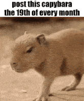 a picture of a capybara with the caption post this capybara the 19th of every month .