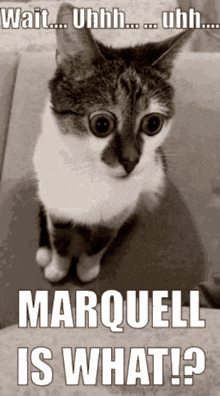 Marquell Marquell Woodson GIF - Marquell Marquell Woodson Marquell Is What GIFs