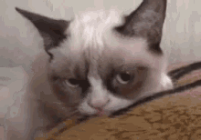 Grumpy Cat Tickle GIF - Grumpy Cat Tickle GIFs