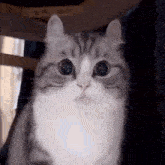 Komaru Cat GIF - Komaru Cat Mugimeshi323 GIFs