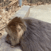 a close up of a gray furry animal laying on the ground