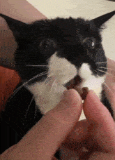 Cat Cat Munch GIF