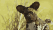 Puppy Spy GIF - Puppy Spy GIFs