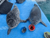 Seal Cute GIF - Seal Cute Kiss GIFs
