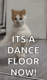 Dancing Cat Dance GIF