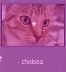 Chelsea Cat GIF - Chelsea Cat Pink GIFs