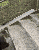 a dog is walking down a set of stairs with a stone railing in the background