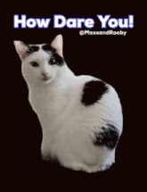 a black and white cat sitting on a black background with the words how dare you