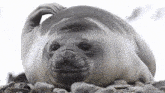 a seal laying on a pile of rocks scratches its head
