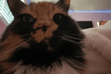 Pet GIF