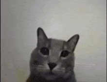 a close up of a cat 's face looking at the camera .