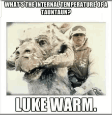 Luke Warm Tauntaun GIF - Luke Warm Tauntaun Internal Temperature GIFs