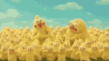 happy yellow chickens