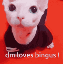 binguscord bingus dm dm loves bingus