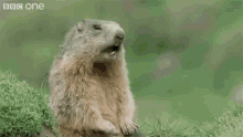 Hey Groundhog GIF - Hey Groundhog GIFs
