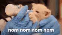 Nom Kitten GIF - Nom Kitten Drinking Milk GIFs