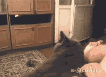 Cat Tongue Out GIF - Cat Tongue Out Whatcha Doin GIFs