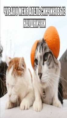 two cats wearing orange slices on their heads with a foreign language caption
