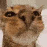 a close up of a cat 's face looking at the camera with a blurry background .