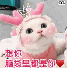 a white cat wearing a pink outfit and a pink crown