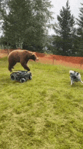 Bear Dog GIF - Bear Dog GIFs