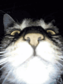 Cat Close To Camera Cat GIF - Cat Close To Camera Cat Cat Close GIFs
