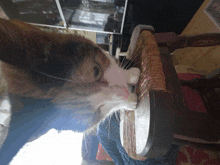 a cat is sitting on a wicker chair looking down at something