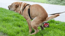 a dog on a leash standing in the grass with a picture of a girl on its butt