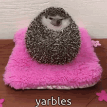 Animals With Captions Yarbles GIF - Animals With Captions Yarbles Hedgehog GIFs