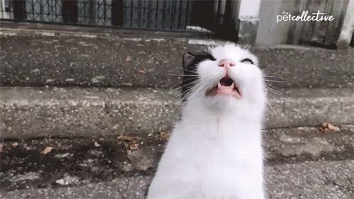 Cat Sneeze GIFs | Tenor