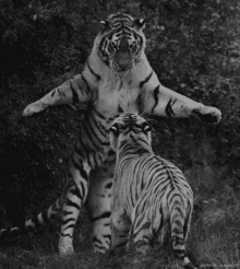 tiger come