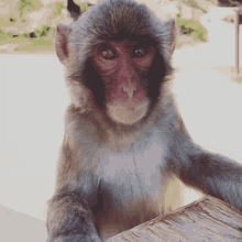 Monkey Stare GIF